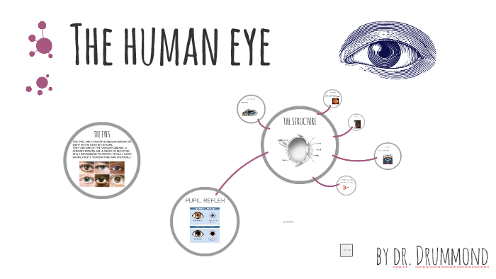 The human eye by Aletta Drummond on Prezi