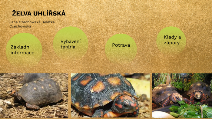 Geochelone carbonaria by Jana Czechowská on Prezi