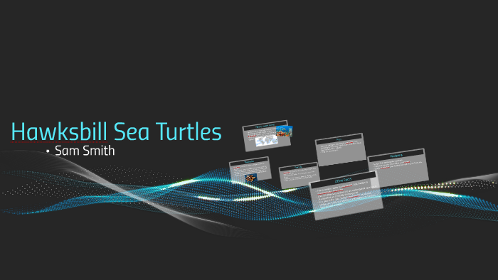Hawksbill Sea Turtles by Sam Smith on Prezi
