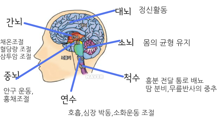 대뇌 by 은채 cho on Prezi