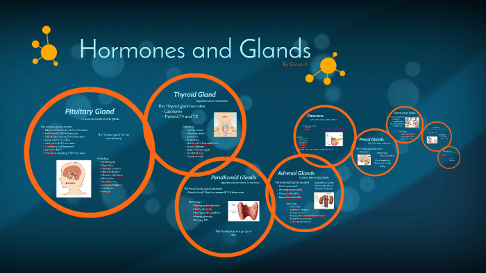 Hormones and Glands by Leanne Robbins on Prezi Next