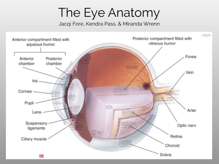 Eye Anatomy by Miranda Vick on Prezi