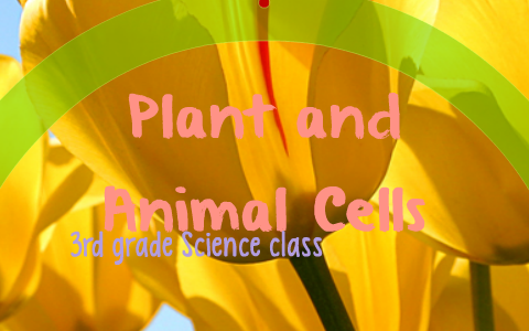 Plant and Animal Cells by ashley killian on Prezi