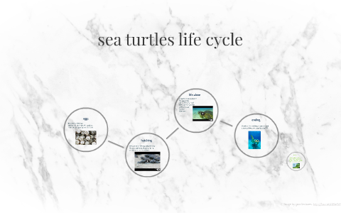 sea turtles life cycle by audrey conner on Prezi
