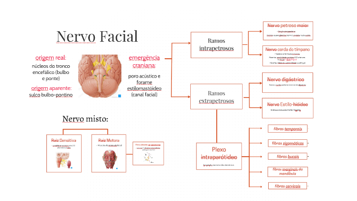 Nervo Facial by Fernanda Vessoni Iwaki on Prezi