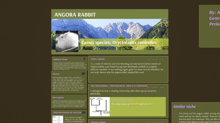 wild angora rabbit