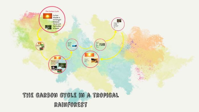 The carbon cycle in a tropical rainforest by Jaquline Pulido on Prezi