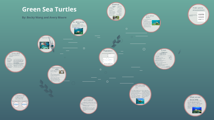 Green Sea Turtles by Avery Moore on Prezi