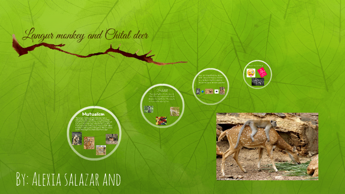 The Complicated Relationship Langur Monkeys And Chital Deer - ng8x9xw