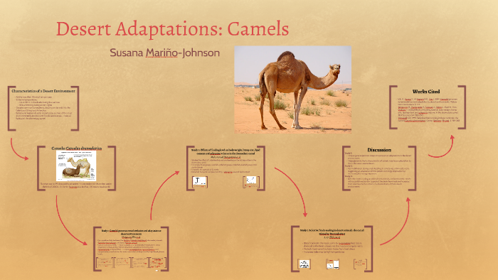 Desert Adaptations: Camels by Susana Marino-Johnson