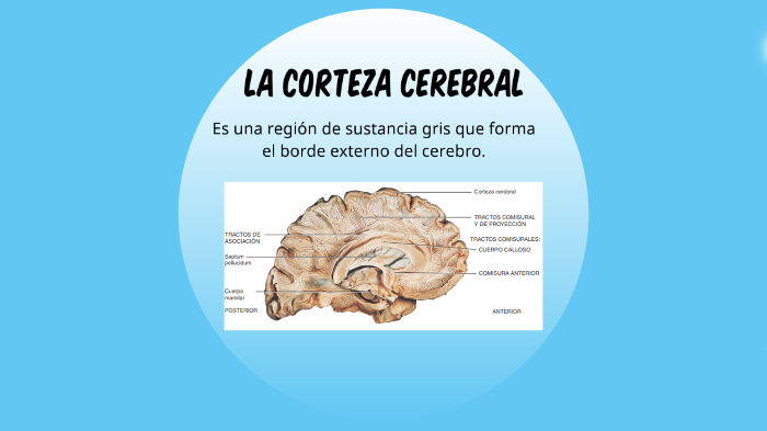 ÁREAS FUNCIONALES DE LA CORTEZA CEREBRAL By Rocio Llorens On Prezi