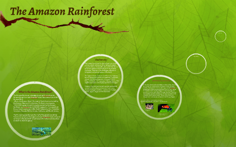 The Amazon Rainforest by Theresa Xiao on Prezi