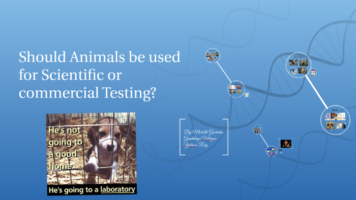 Should Animals be used for Scientific or commercial Testing? by ...