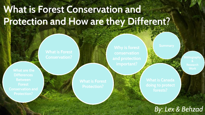 what-is-the-difference-between-forest-conservation-and-protection-by