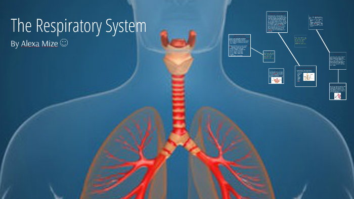 The Respiratory System By Hailey Mize On Prezi