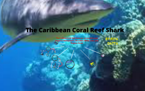 Apex Predators-The Carrabien Coral Reef Shark by Riya Datta