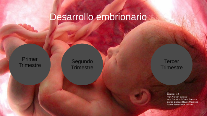 Desarrollo embrionario by Ana Carmina Gomez on Prezi