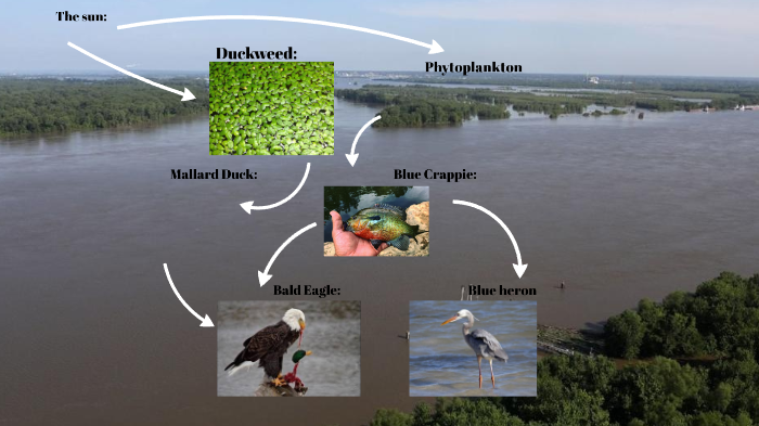 Mississippi River Food web by Stevie Porter on Prezi