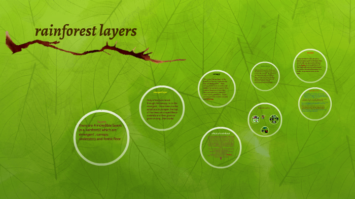 rainforest layers by ashley coleman on Prezi