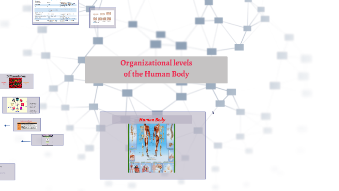 Organizational levels of the human body by Elda Martinez on Prezi