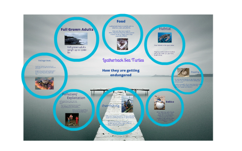Sea Turtles by Jocelyn C. on Prezi