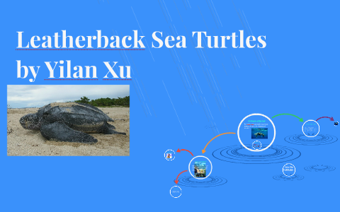 Leatherback Sea Turtles by yilan xu on Prezi