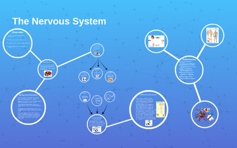 The Nervous System by on Prezi