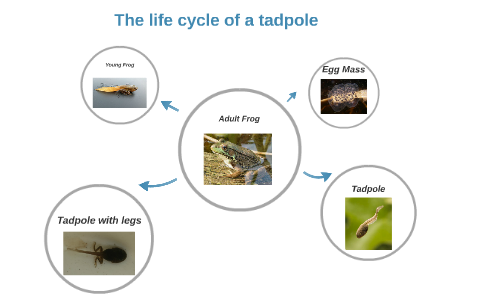 The life cycle of a tadpole by Xavier Singh on Prezi