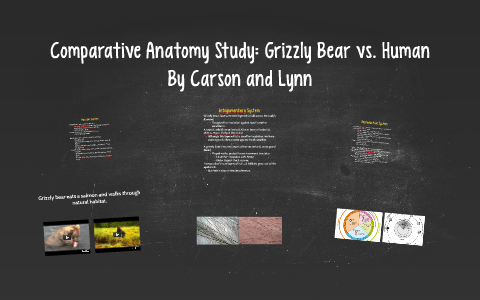 Grizzly Bear Vs Human The Ultimate Size Showdown - zk8s0rm