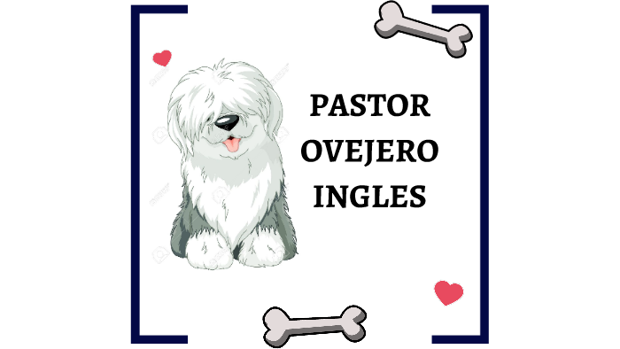 Perro Pastor Ovejero Ingles