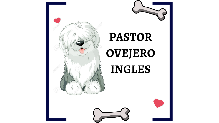 Pastor Ovejero Inglés