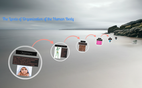 The Levels of Organization of the Human Body by Christina Mazz on Prezi