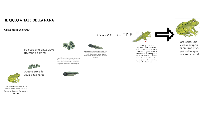 Rezi Rana Ciclo Di Vita Della Rana Girino Ciclo Di Vita Della Rana, PDF