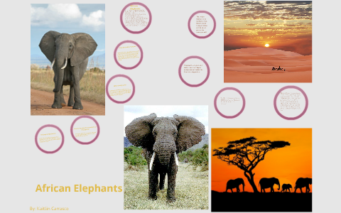 African Elephants: Endangered Species by kaitlin carrasco