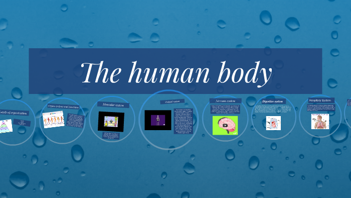 The human body by Sneha J on Prezi