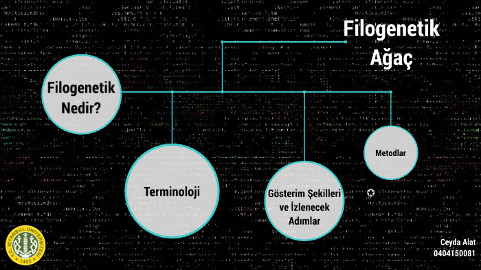 Psixikaning filogenetik taraqqiyoti презентация