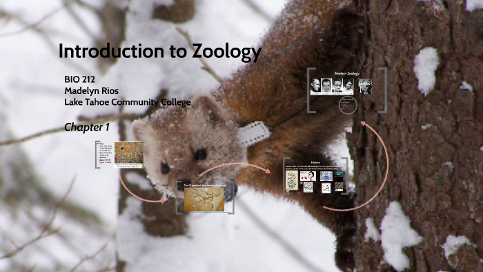 Introduction to Zoology by madelyn rios on Prezi
