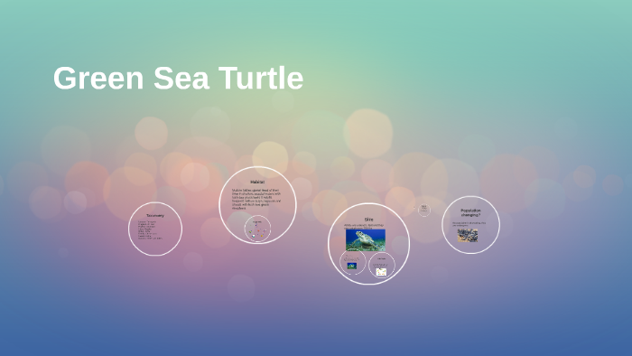 Green Sea Turtle by Diana Pirvu on Prezi