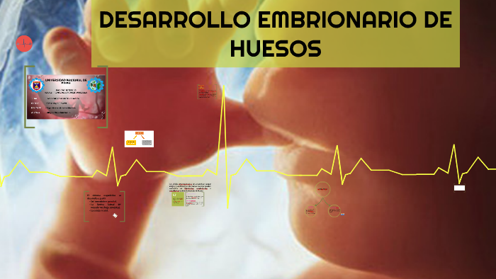 Desarrollo Embrionario De Huesos Y MÚsculos By On Prezi 1802