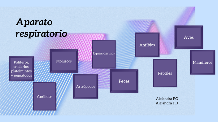 La Respiración Las Alejandras 1ºbach By Johana Y Alejandra Hernández