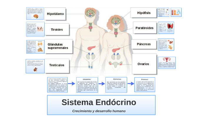 Sistema Endócrino by guillermo gomez morales on Prezi