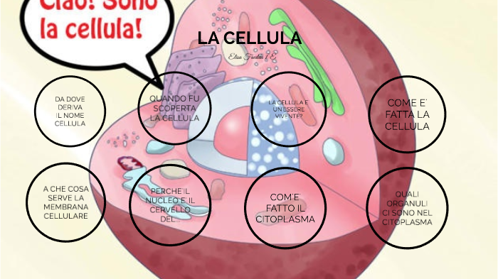 LA CELLULA by Elisa Faedda on Prezi