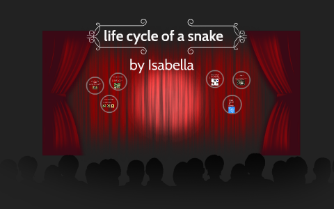 life cycle of a snake by Isabella Pattugalan on Prezi