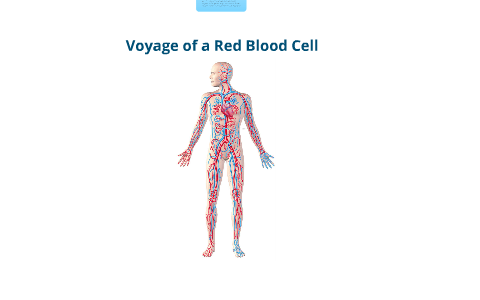 7.02 Assignment : Voyage of a Red Blood Cell by Dana Samelson on Prezi