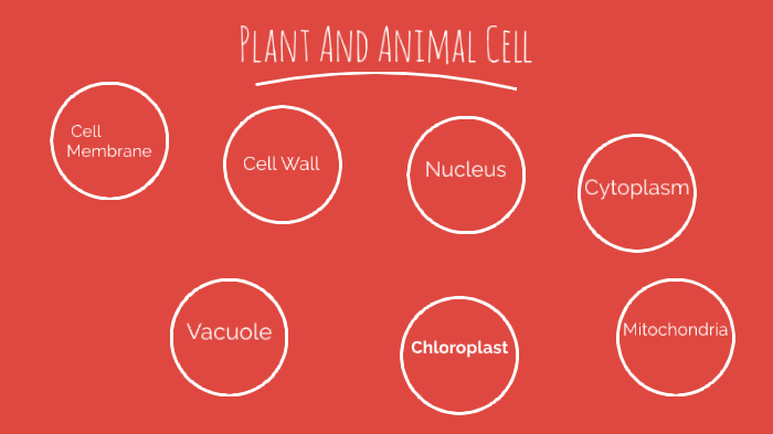 Plant and Animal Cell Project by Hayden Kee on Prezi