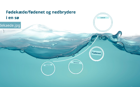 Fødekæde/Fødenet og nedbrydere i en sø by Victoria Kock on Prezi