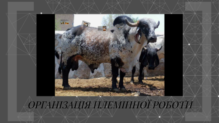 Техніка розведення ВРХ та вирощування молодняка by Shreder Shreder on Prezi