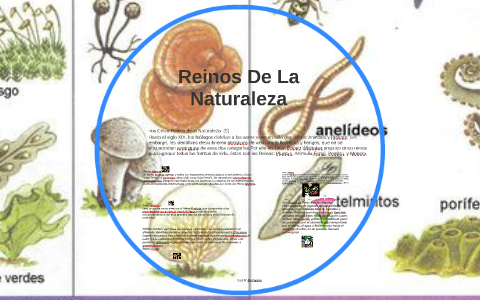 Reinos De La Naturaleza by Luz Karina Arroyave Chinchilla on Prezi
