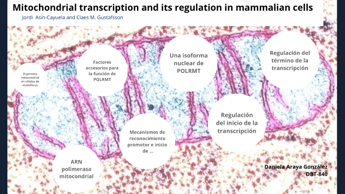 Mitochondrial transcription and its regulation in mammalian cells by ...