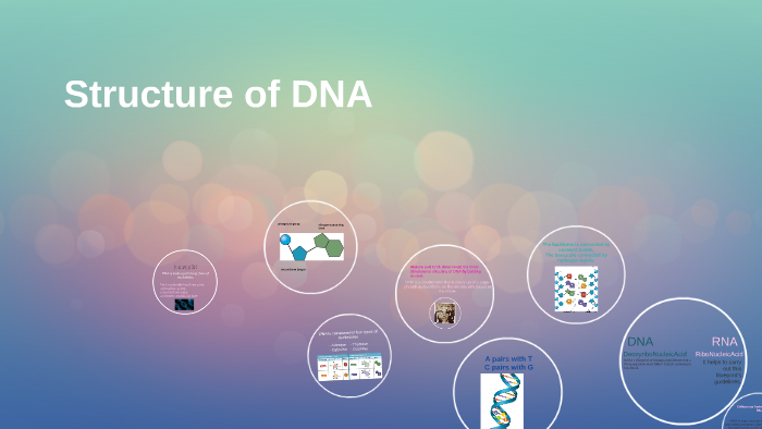 Structure of DNA by Shamma AlFalasi on Prezi